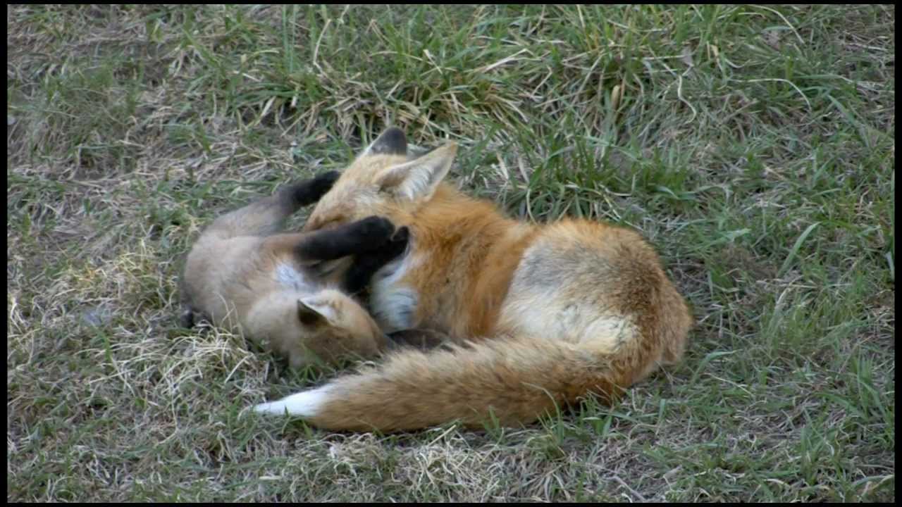 CUTE WILD RED FOX PUPS (KITS) HD.mov - YouTube