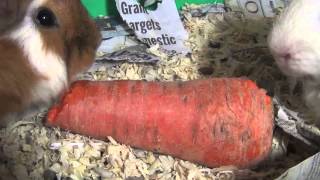 Guinea Pigs Noises, Fighting for Food, Eating Carrots