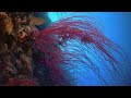 Making cement the way coral does it: Out of thin air