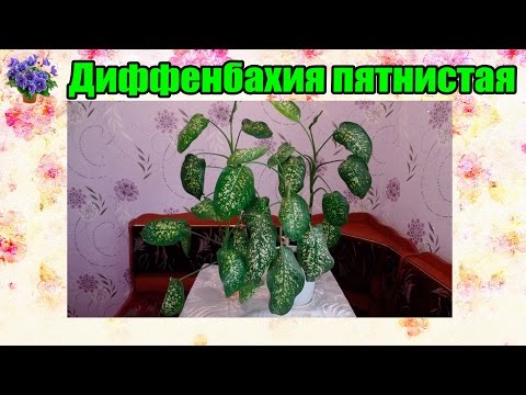 Как сделать чеку в домашних условиях Как сделать чеку в домашних условиях