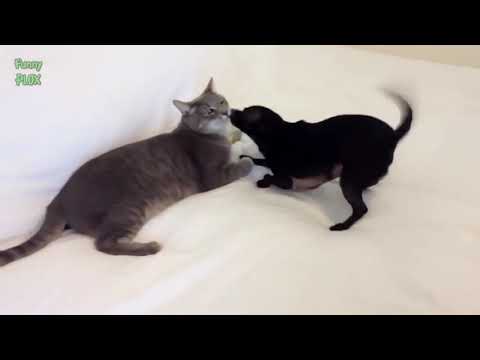 FUNNY ANIMALS DOGS CATS VIDEO - Funny Animals Funny Pranks Funny Fails #5