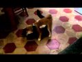 Iyokan & Achille.flv