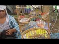Phiên chợ chim cảnh Hà Nội