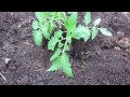 1 of 2 Using a Whole Egg and Banana to Fertilize a Tomato: Join Me - The Rusted Garden 2013