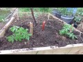 1 of 2 Using a Whole Egg and Banana to Fertilize a Tomato: Join Me - The Rusted Garden 2013