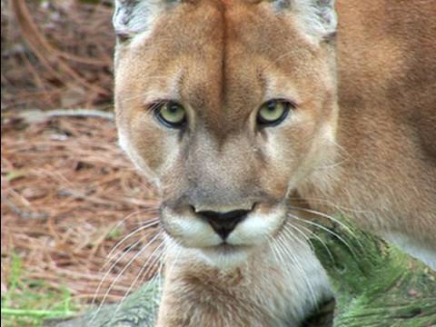 Mountain Lion Species Spotlight