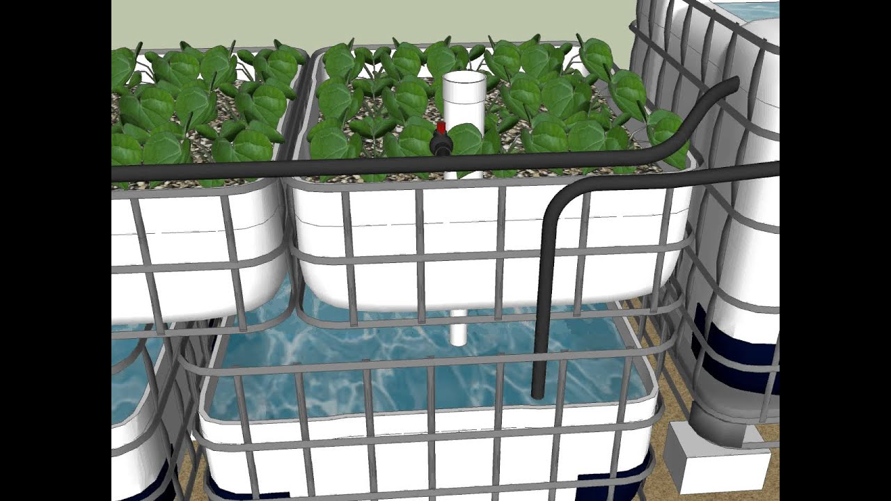 Aquaponic System Animation - YouTube