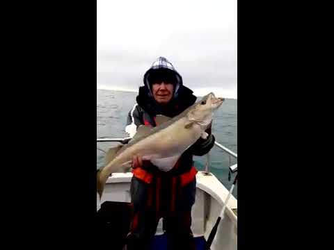 Pollack Fishing 2018 on YELLOWFIN