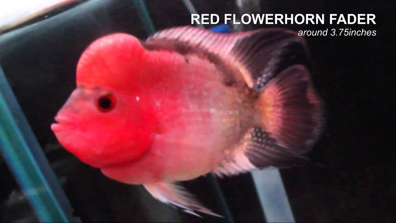 red flowerhorn fader around 3.75inches YouTube