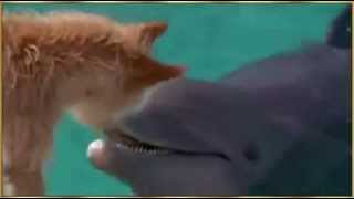 מרגש מאד.. לוויתן מציל כלב NATIEL whale saves dog