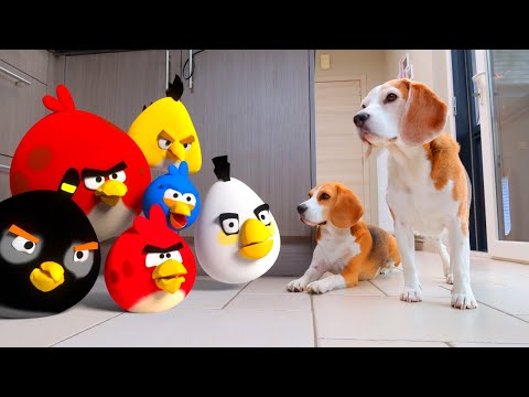 ANGRY BIRDS in REAL LIFE *MUST SEE* : Funny Dogs Louie & Marie