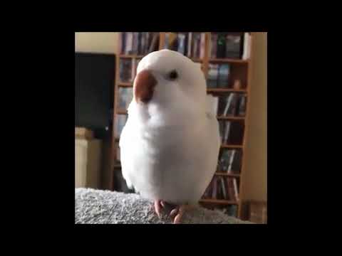 Baby Shark Song by Bird | Baby Shark Dance | Funny Birds