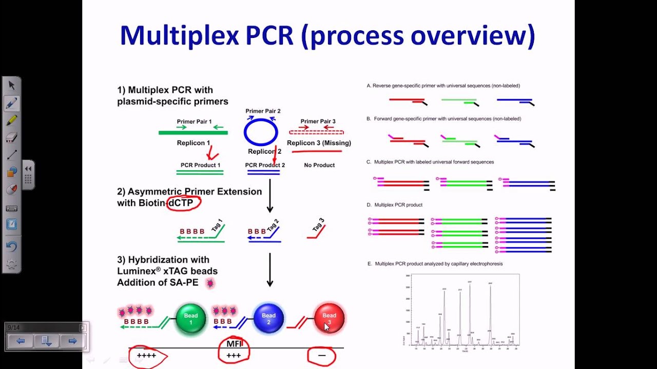 touchdown pcr to amplify 3kb plasmid region