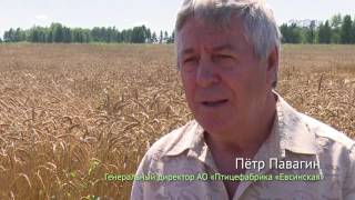 «Урожай 2016. Искитимский район»