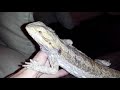 Worlds most aggressive bearded dragon update.