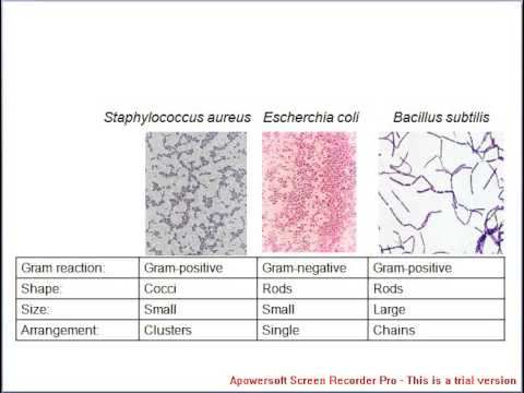 Gram Staining- positive gram staining and negative gram staining - YouTube