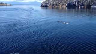 Orcas and Dolphins in Nanaimo, BC