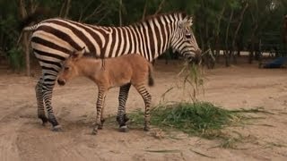 Rare zonkey born at Mexican zoo