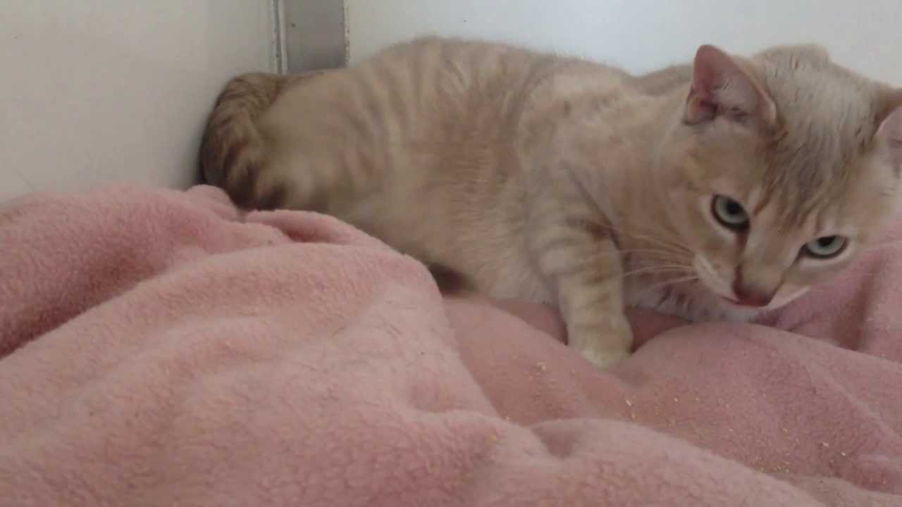 Cat giving birth YouTube