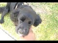 DOGGY WITH EASY