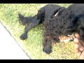 DOGGY WITH EASY