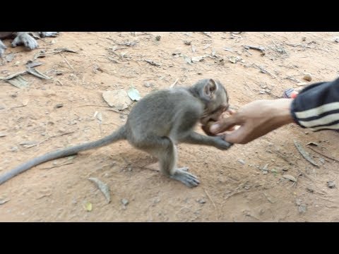 Poor baby monkey,Copper asking for food - They are very pity