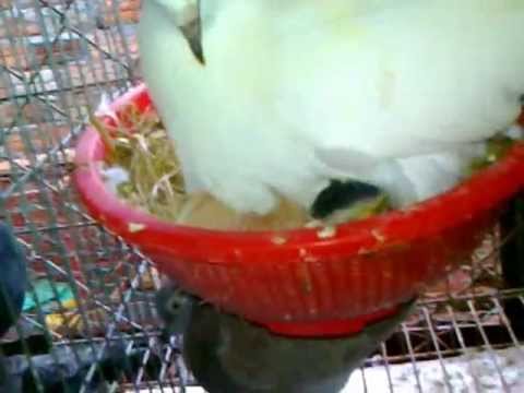 Mô hình nuôi chim Bồ Câu Pháp. Tại Buôn Mê Thuột