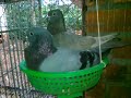 Mô hình nuôi chim Bồ Câu Pháp. Tại Buôn Mê Thuột