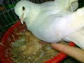Mô hình nuôi chim Bồ Câu Pháp. Tại Buôn Mê Thuột