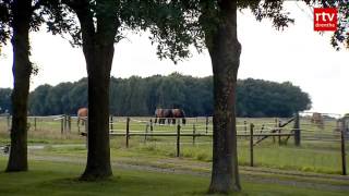 Bill Gates koopt paard uit Drenthe voor zijn dochter