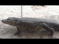 Alligator Show in the Everglades
