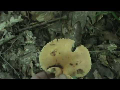 jack o lantern mushroom poisonous