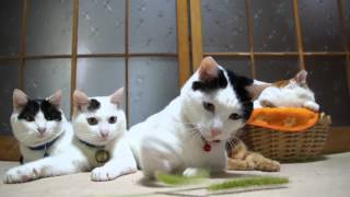 130927 エノコログサ　Cat and green foxtail