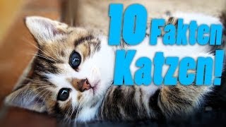 10 Fakten über Katzen!