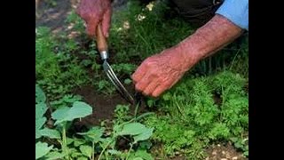 Guía rápida Jardinería  para principiantes