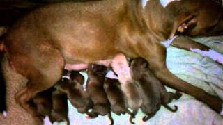 Razors Edge Gottiline Blue Nose Pitbull Puppies American Bully Razors Edge Gottiline Blue Nose Pitbull Puppies American Bully