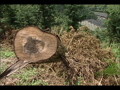 公共電視 我們的島─樹木之死亡紀事 - YouTube