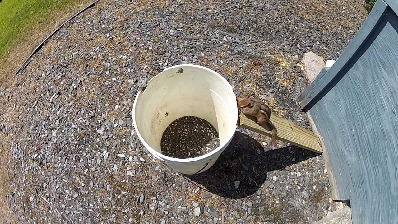 Chipmunk easily escapes the 5-gallon bucket trap 1080p - YouTube