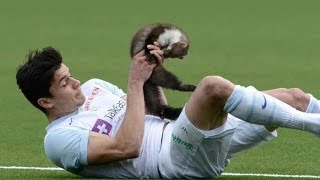 Animals Interrupt Sporting Events Animals Interrupt Sporting Events