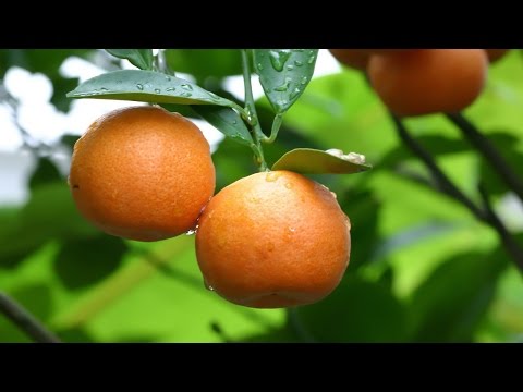 Вырастить финиковую пальму домашних условиях Вырастить финиковую пальму домашних условиях