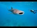 Scuba Dive in the Maldives!!! 