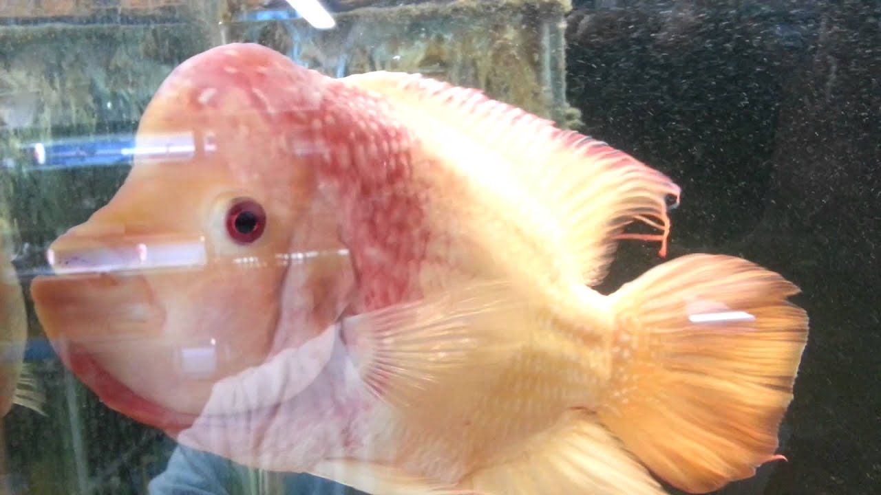 Golden Flowerhorn (Fader) YouTube