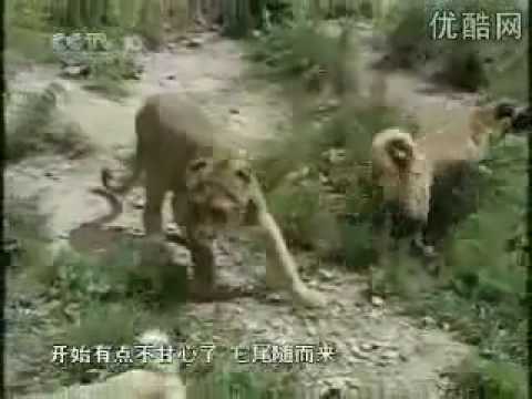 Kangal vs Kaplan - YouTube Kangal vs Kaplan - YouTube