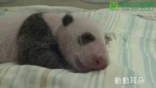 大貓熊圓仔Say Hi! 眨眼動耳朵 Baby Panda said hi and winked her eyes!