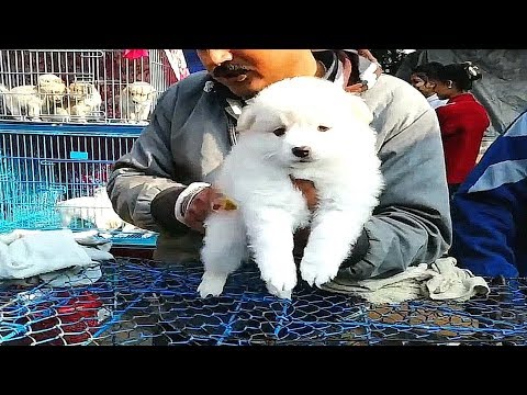 CUTEST PUPPIES MARKET | FUNNY & CUTE PUPPIES VIDEO | GALIFF STREET DOG MARKET KOLKATA
