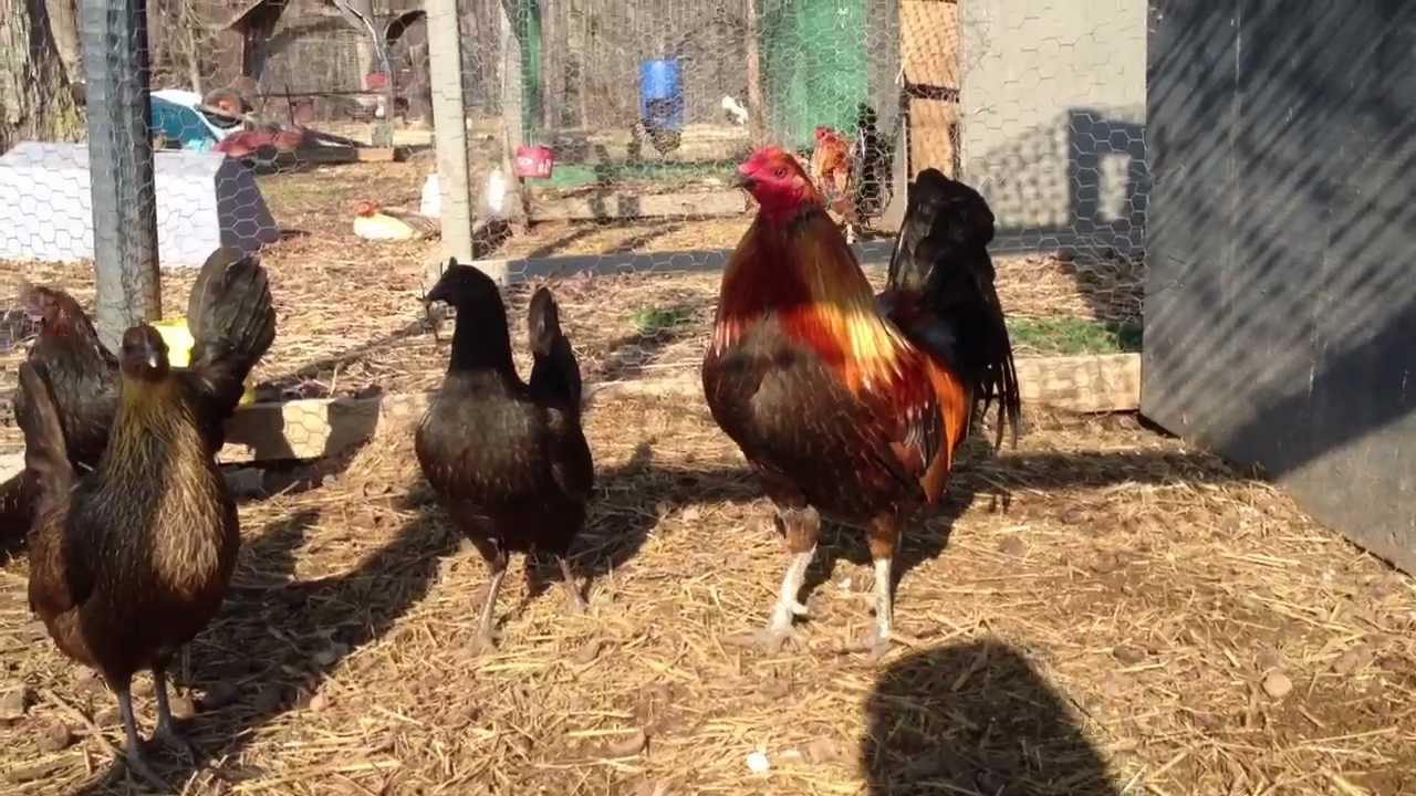 Brown+Red+Gamefowl Brown Red Gamefowl for Sale http://www.micropoll.com/a/mpresult ...