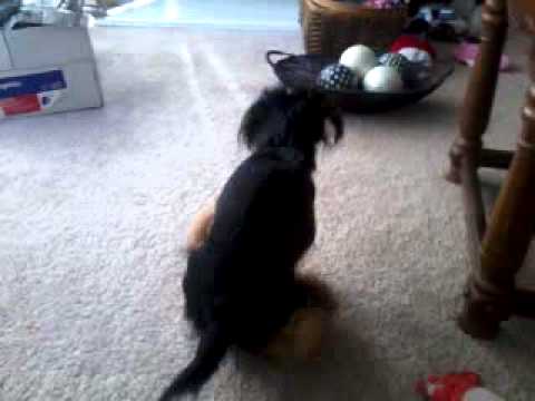 little dog humps teddy bear