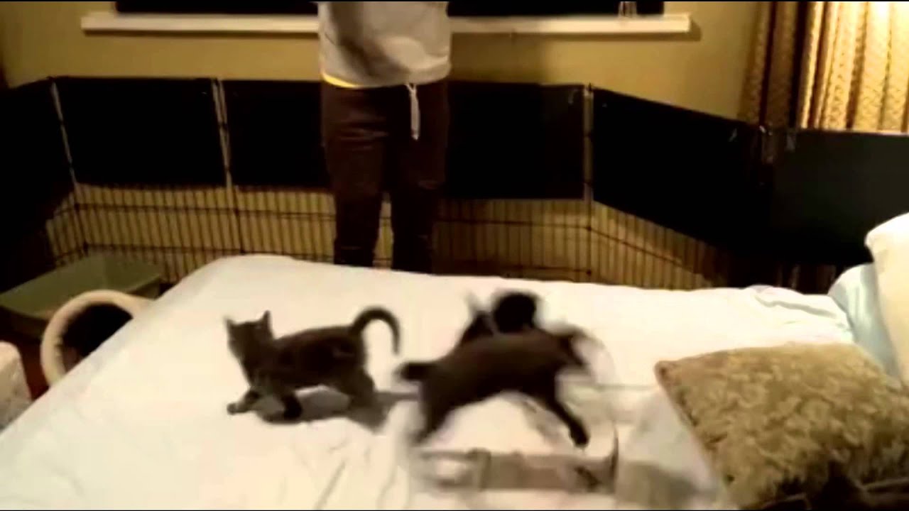 5 Little VOKRA Kittens Jumping On The Bed YouTube