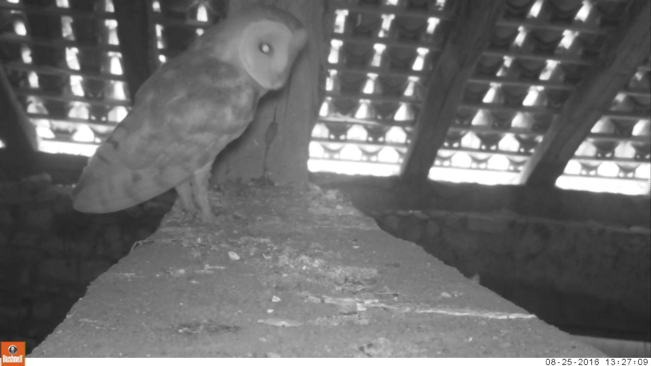 Do Barn Owls Eat Bats