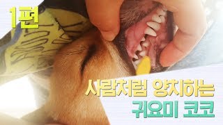 사람처럼 양치하는 귀요미 코코! 1편 - Welsh Corgi